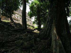 Jungle Ruins