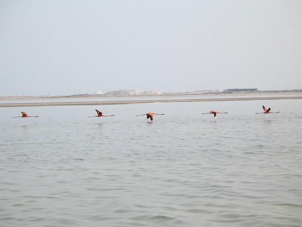 Flamingos (2)