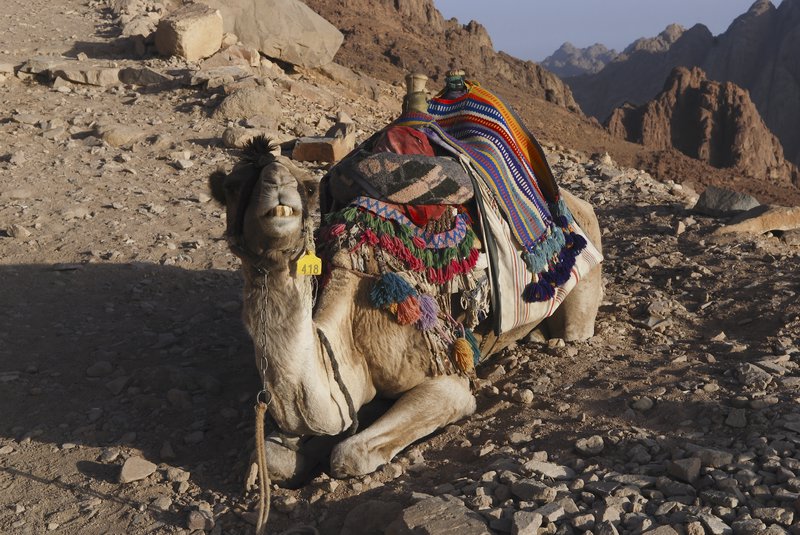 A Grumpy Camel