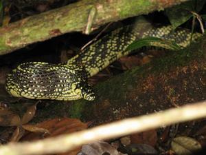 The Tropical Rat Snake