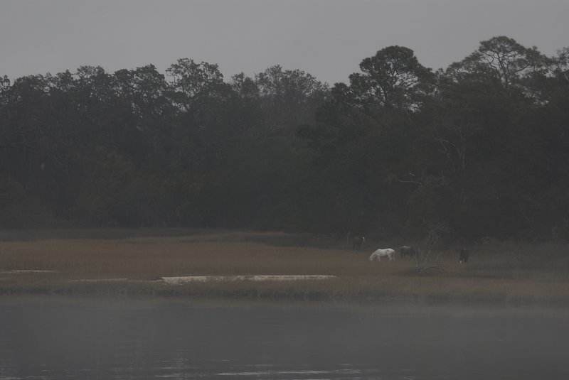 A White Horse in the Marsh
