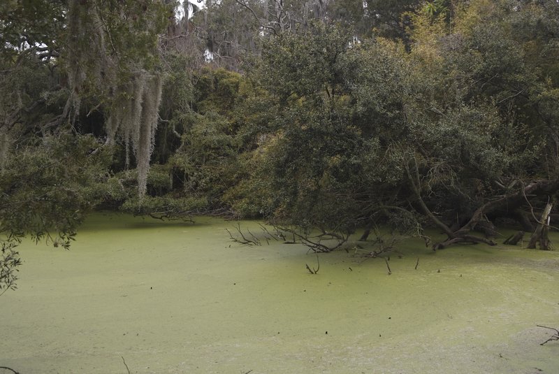 An Algae Filled Swamp