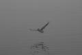 Pelican in the Fog