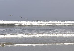 Pelicans Over the Surf