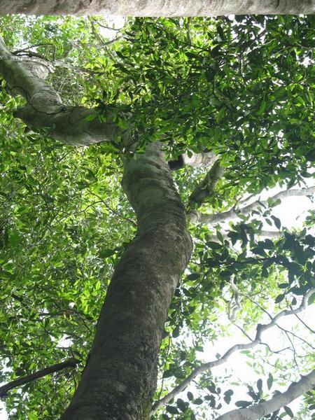 A Tayra in a Tree