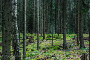 A Typical Swedish Forest