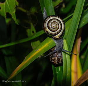 Snails in the Garden