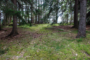 The Forests of Härjäro