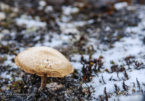 An Arctic Mushroom