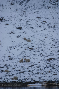 Polar Bears in a Row