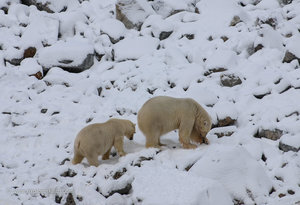 Well-fed Polar Bears 