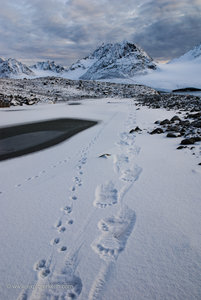 In the Footsteps of Giants - A Polar Bear and an Arctic Fox