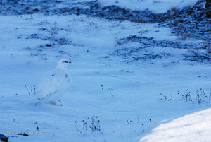 A Snowy Ptarmigan - Bellsund 
