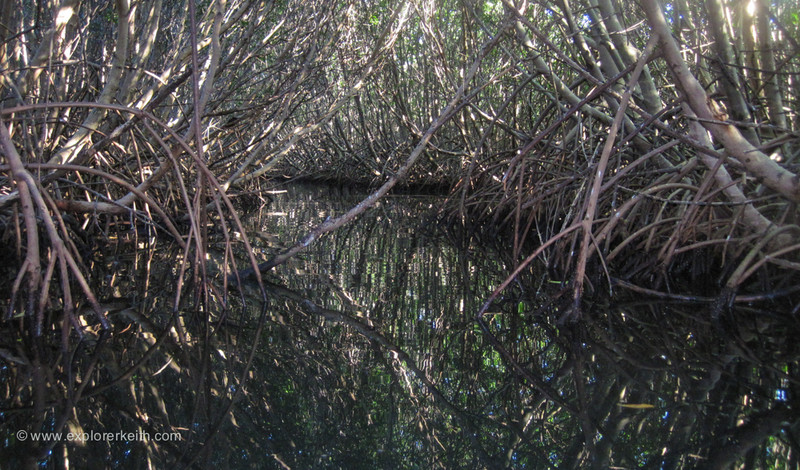 Exploring the Mangroves in Mosquito Bay 2