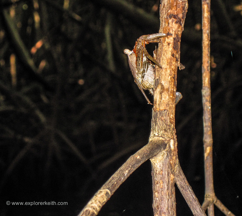 A Crab in the Mangrove