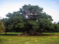 The Ceiba Tree