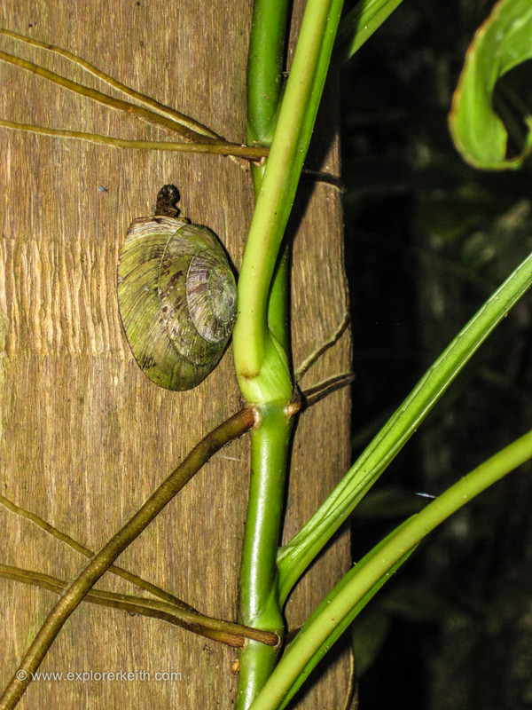 A Snail in the Jungle