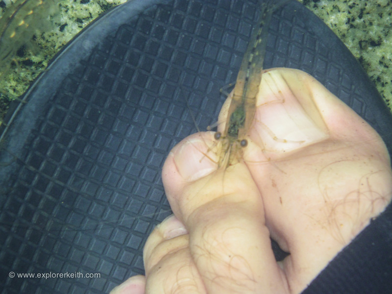 The Biting Shrimp of El Yunque
