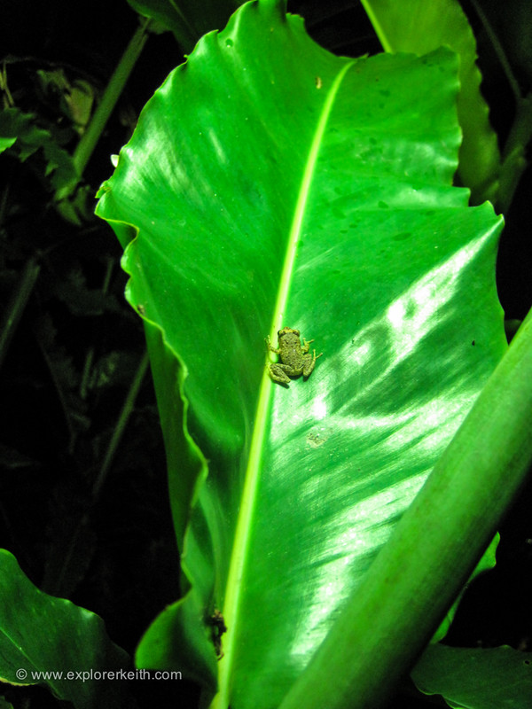 A Coquí Frog - El Yunque