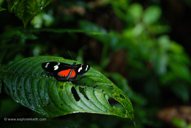 A Beautiful Butterfly - Arenal