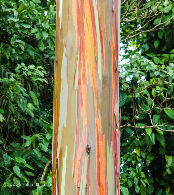 Colorful Bark - Arenal