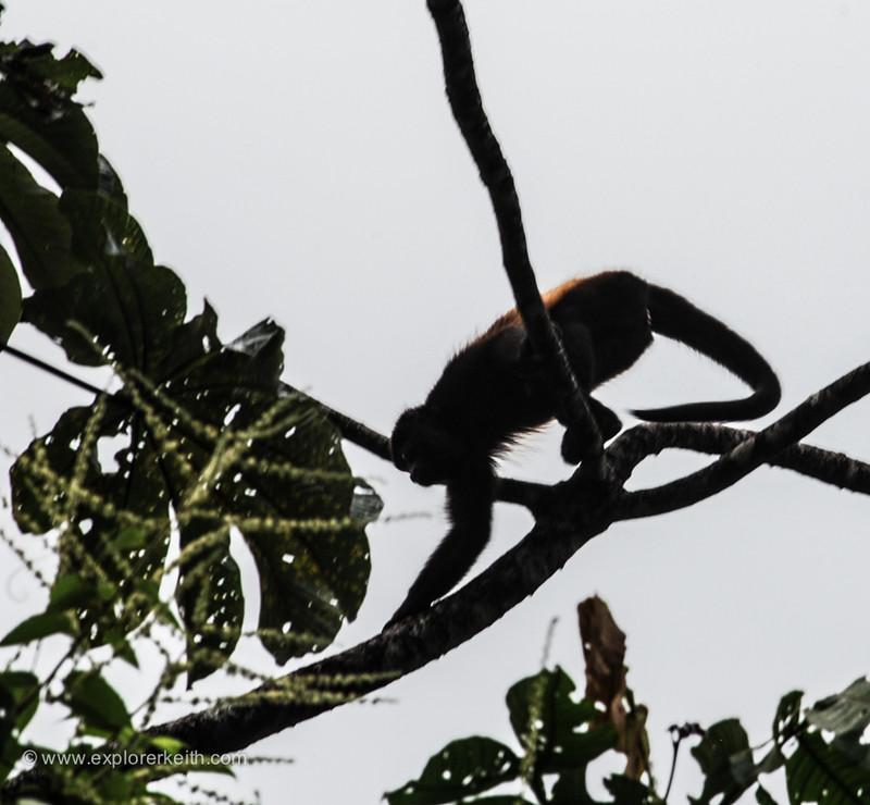 A Monkey - Arenal