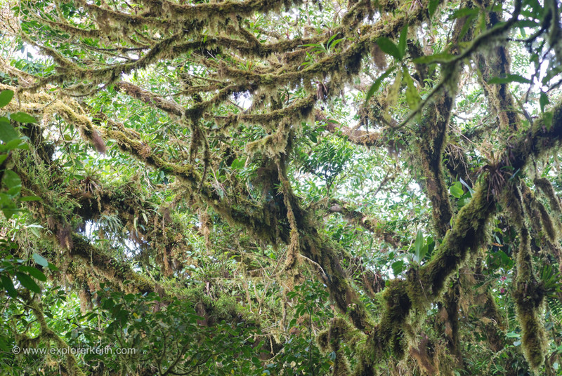 Exploring Monteverde Cloud Forest 1