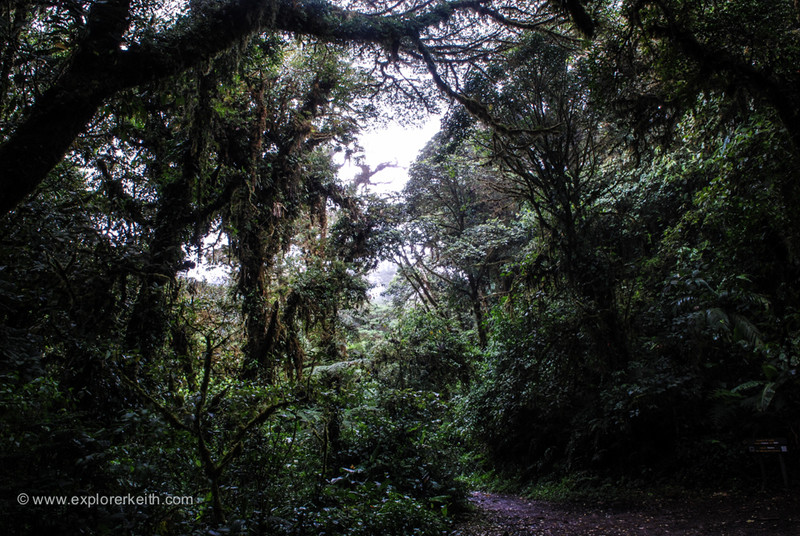 Exploring Monteverde Cloud Forest 9
