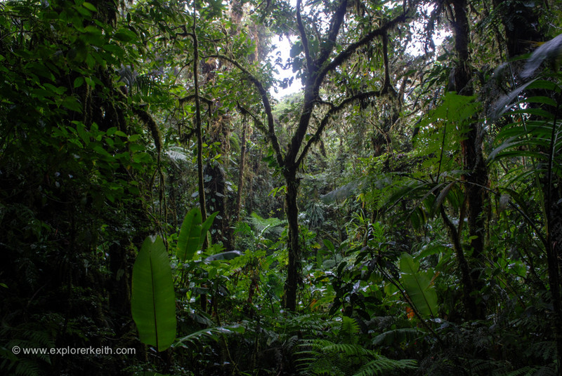 Exploring Monteverde Cloud Forest 11