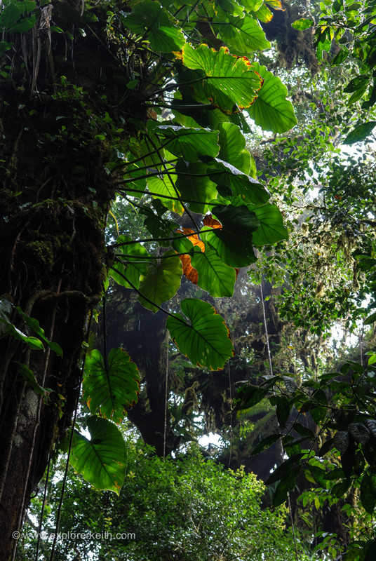 Exploring Monteverde Cloud Forest 12