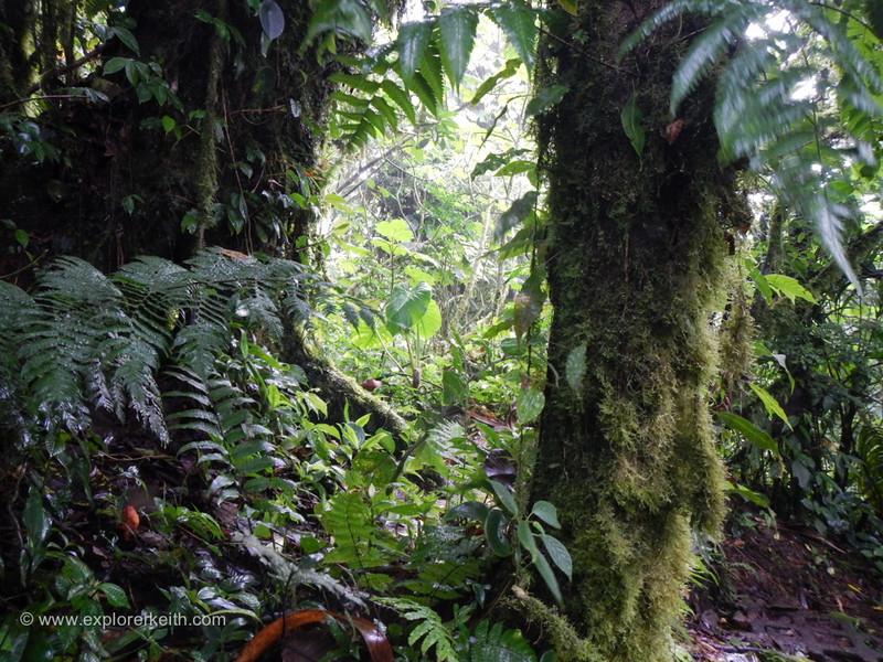 Exploring Monteverde Cloud Forest 15