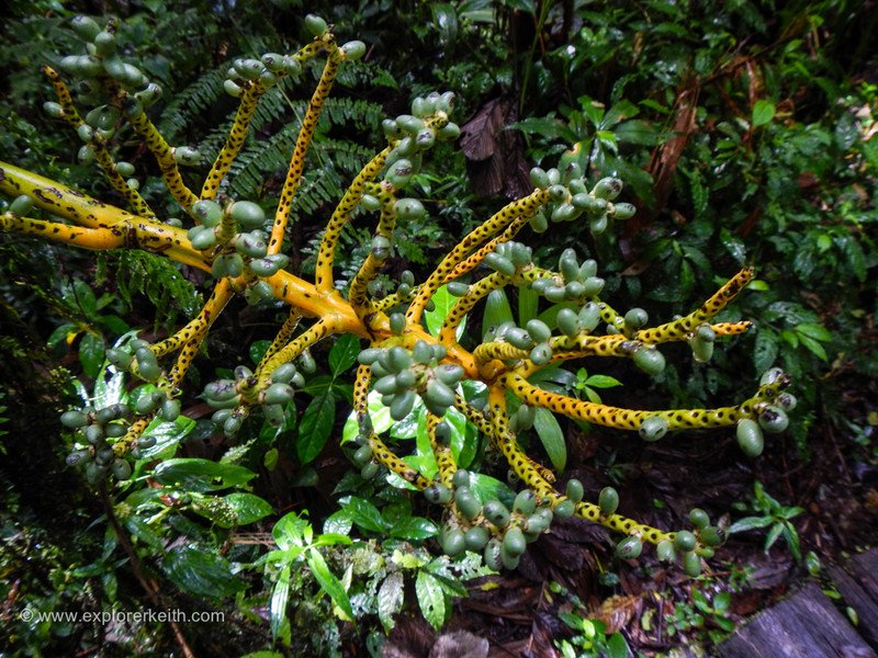Exploring Monteverde Cloud Forest 18