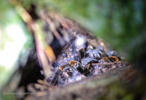 Tarantula and Babies - Ecolodge San Luis