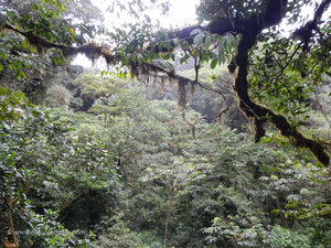Exploring Monteverde Cloud Forest 22