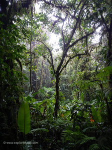 Exploring Monteverde Cloud Forest 19