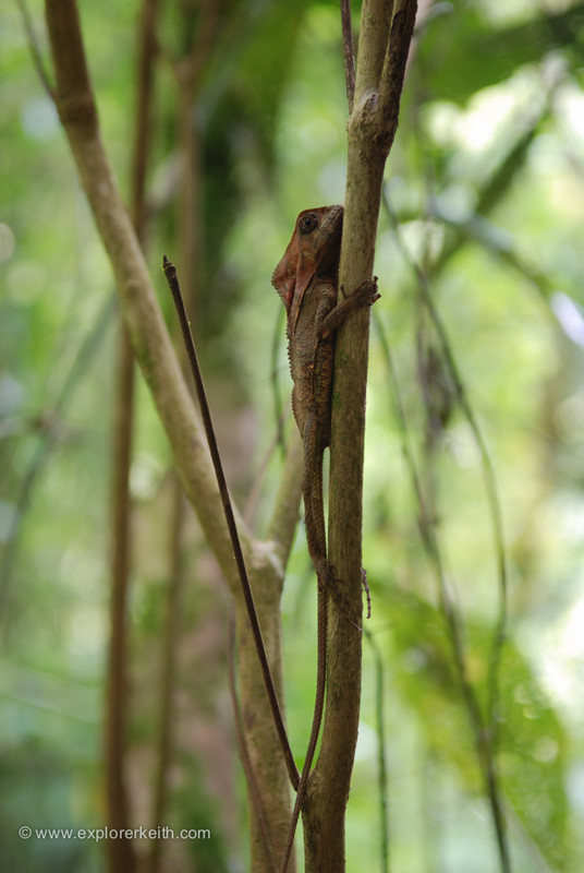 A Chameleon at Rainmaker