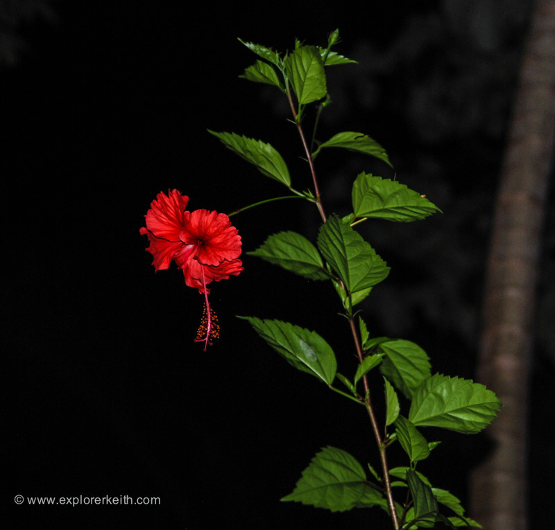 On a Night Walk