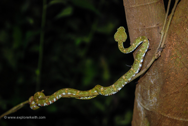 The Active Eyelash Viper