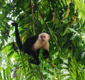 A Capuchin Monkey From Our Balcony 