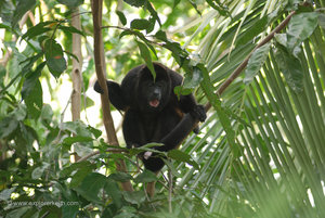 From Our Balcony - Howler Monkeys
