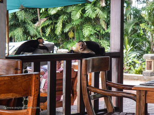 Fighting Monkeys - Hotel Costa Verde