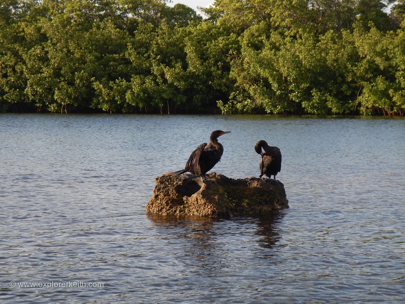 Kayaking in the Mangroves 3
