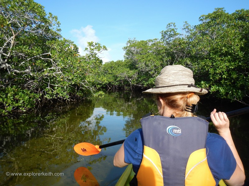 Kayaking in the Mangroves 1 