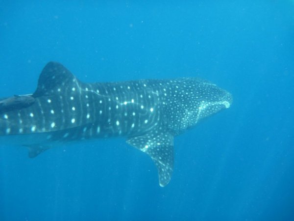 The Beautiful Whale Shark!
