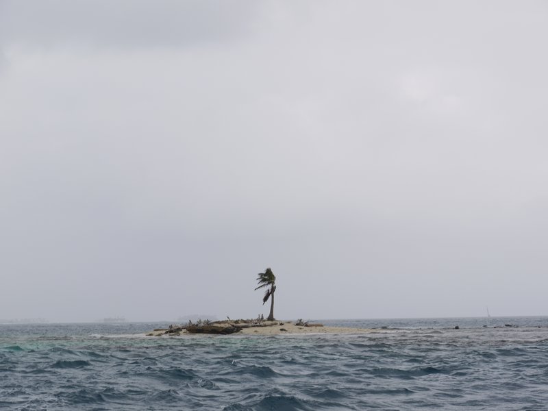 One palm island