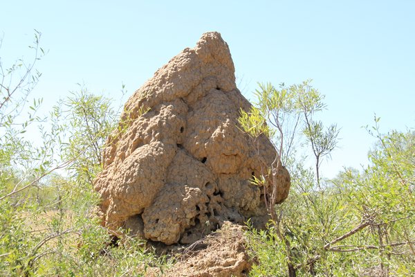 Big termite mound
