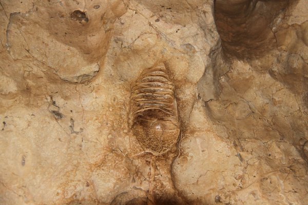 Fossil, Windjana Gorge