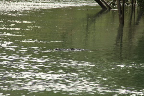 Spot the (real) croc