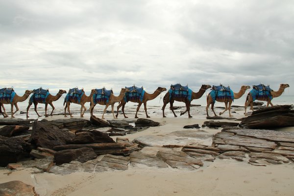The famous camels, Cable Beach, Broome