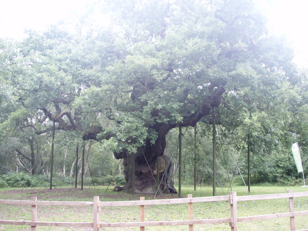 The Major Oak Tree